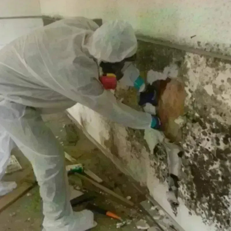 Mold Remediation and Removal in Neillsville, WI